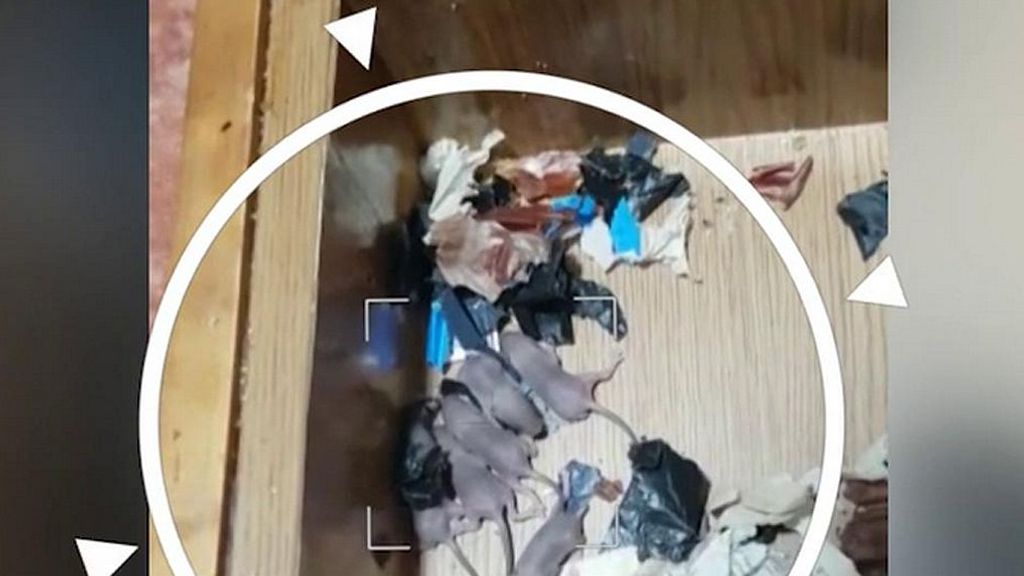 Crías de ratas en el cajón de la mesilla de noche, la realidad de uno vecinos de Canls en Valencia