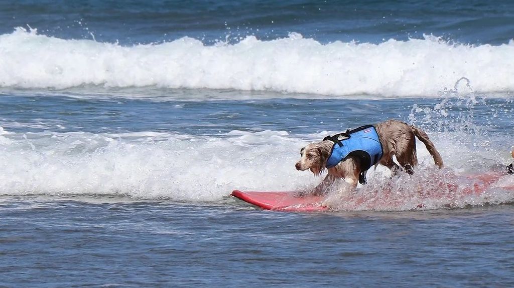 Puede surfear el perro solo o con una persona