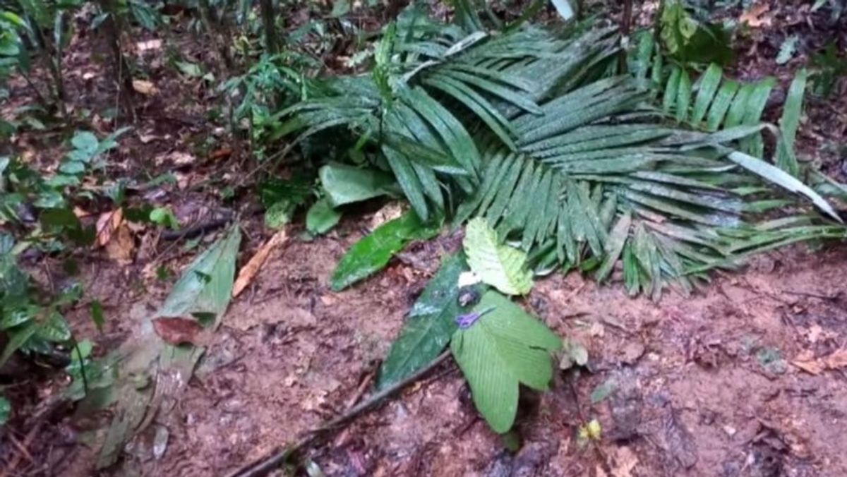 El misterio de los cuatro hermanos perdidos en el Amazonas 17 días