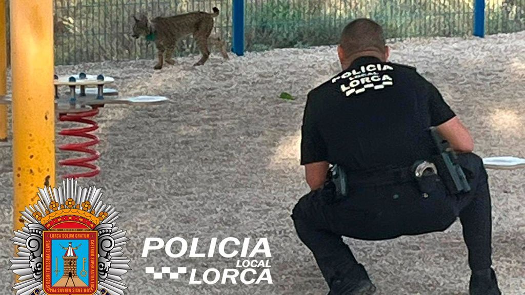 Un lince se cuela y deambula por el patio de una guardería en Lorca, en la Región de Murcia