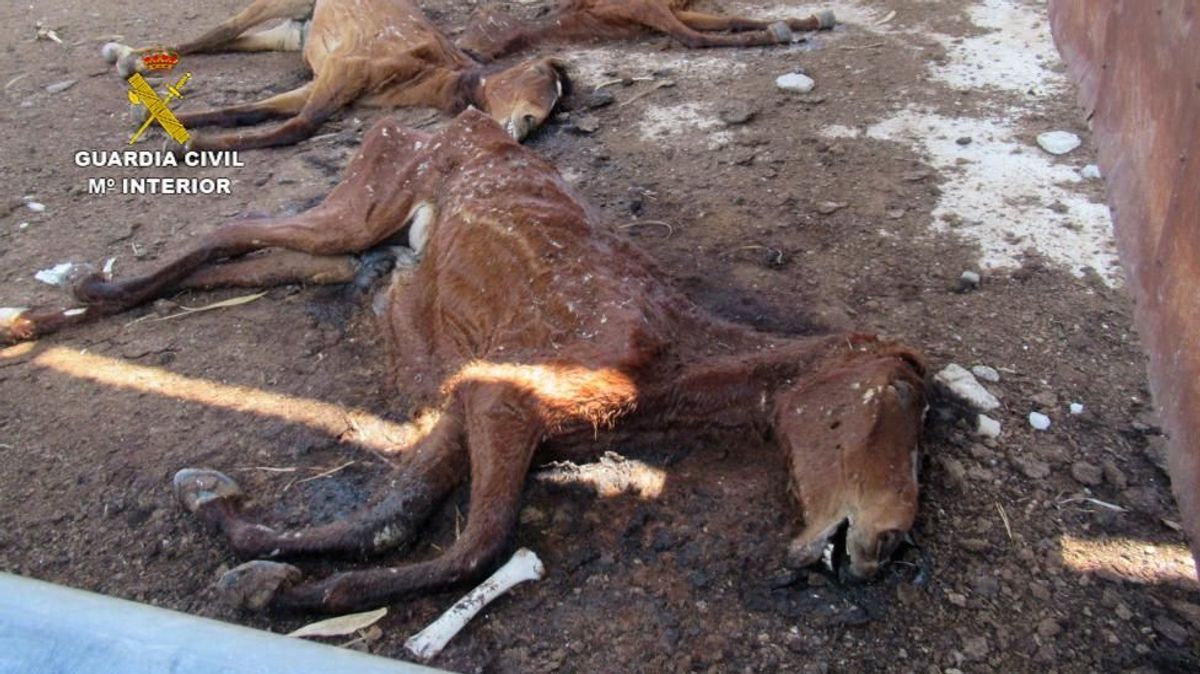 La policía investiga a un hombre por tener 31 caballos en descomposición en una granja de Murcia