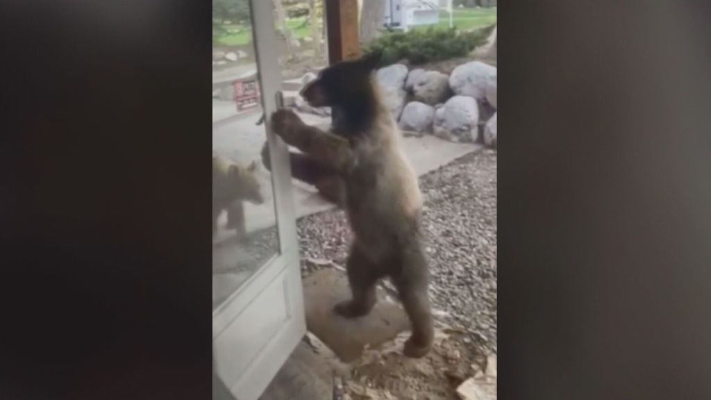 Una cría de oso abre la puerta de una casa en Colorado ante la atenta mirada de sus dueños