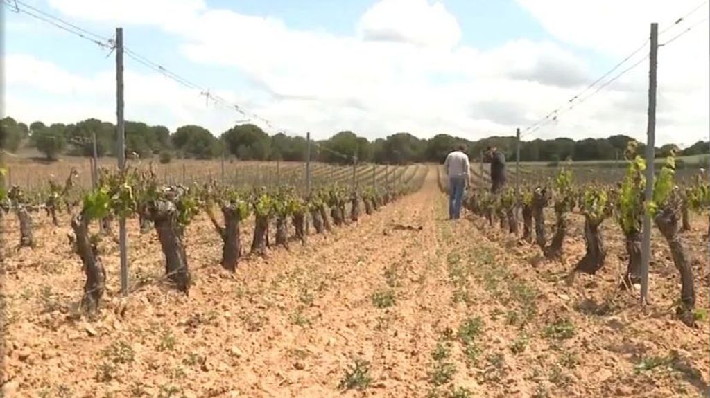Las temperaturas bajo cero en primavera arruinan los viñedos de Castilla y León