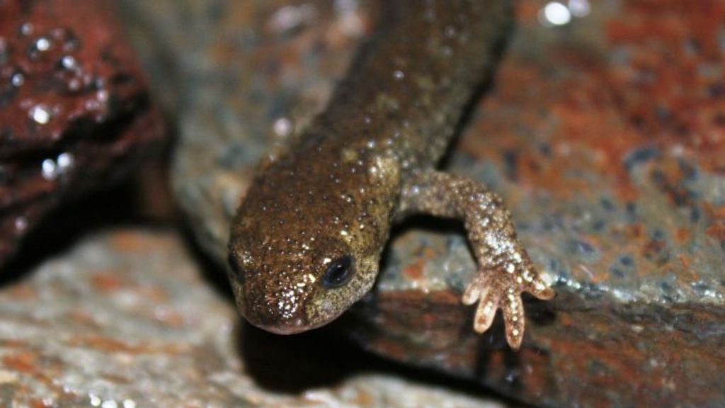 El tritón del Montseny es una de las especies catalanas en peligro crítico de extinción