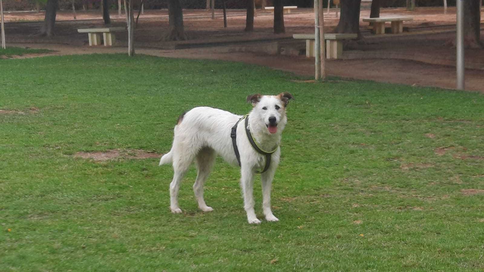 Blanca, the canine from El Ejido who each afternoon seems to be for her proprietor within the park the place she died: “She by no means obtained away from him”