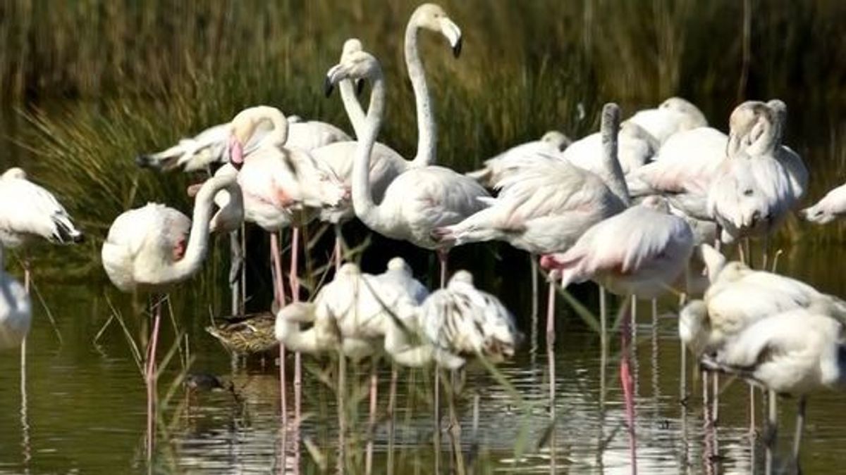 Los flamencos dañan los arrozales de l'Albufera de Valencia, la Conselleria estudia compensar al sector Los flamencos dañan los arrozales de l'Albufera de Valencia, la Conselleria estudia compensar al sector