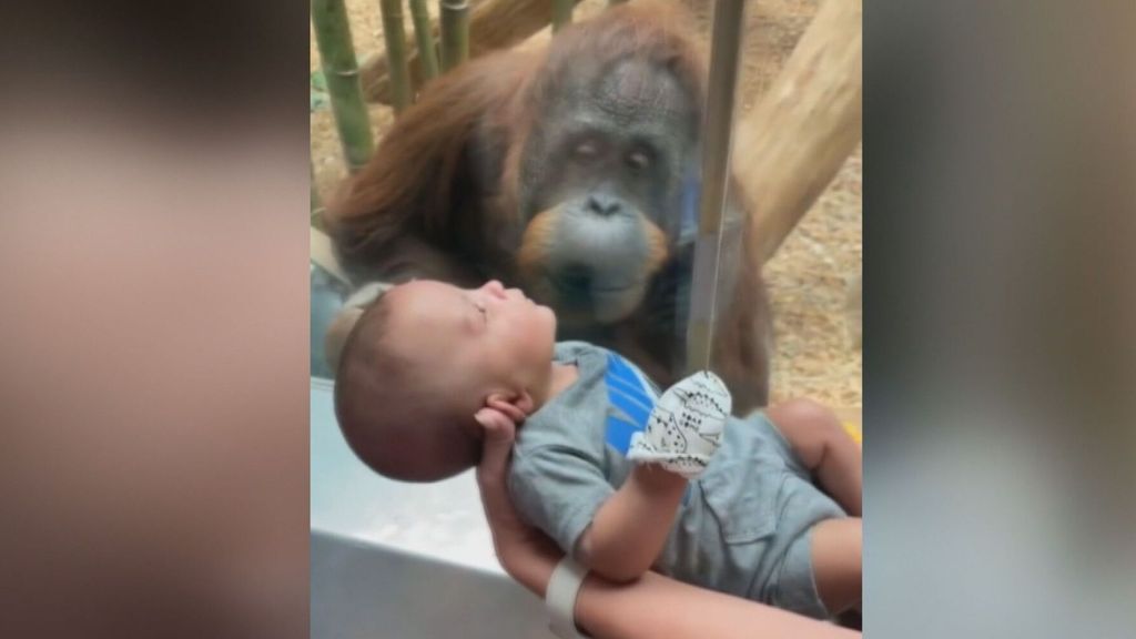 El tierno gesto de un orangután con un bebé en un zoo de Estados Unidos