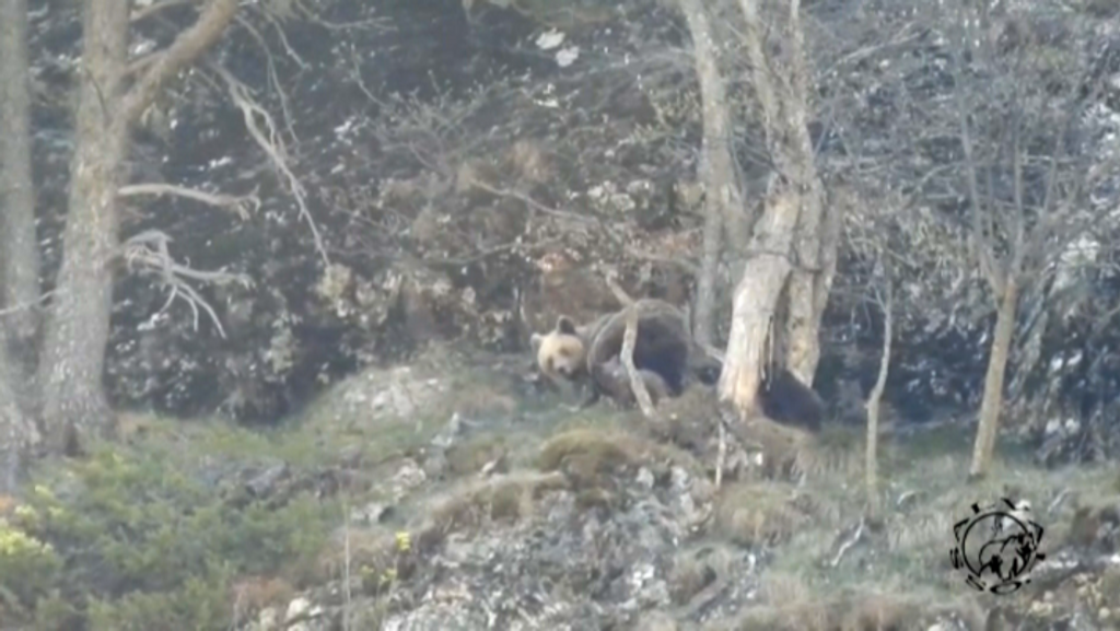 Los tres oseznos han sido captados junto a su madre en el término municipal de Lladorre