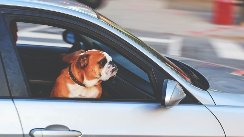 ¿Sabes cómo viajar correctamente con tu perro?