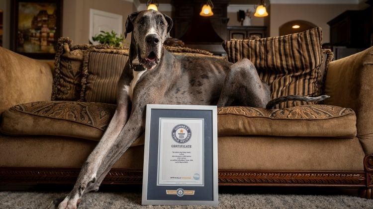 Zeus, el perro más alto del mundo según el libro Guinness World Records