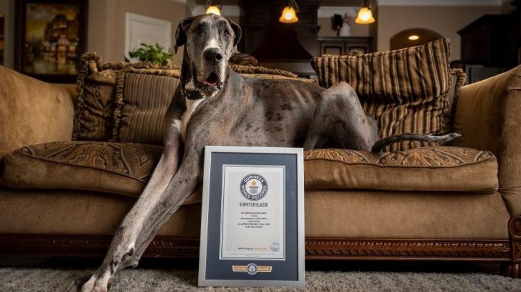 Zeus, el perro más alto del mundo según el libro Guinness World Records