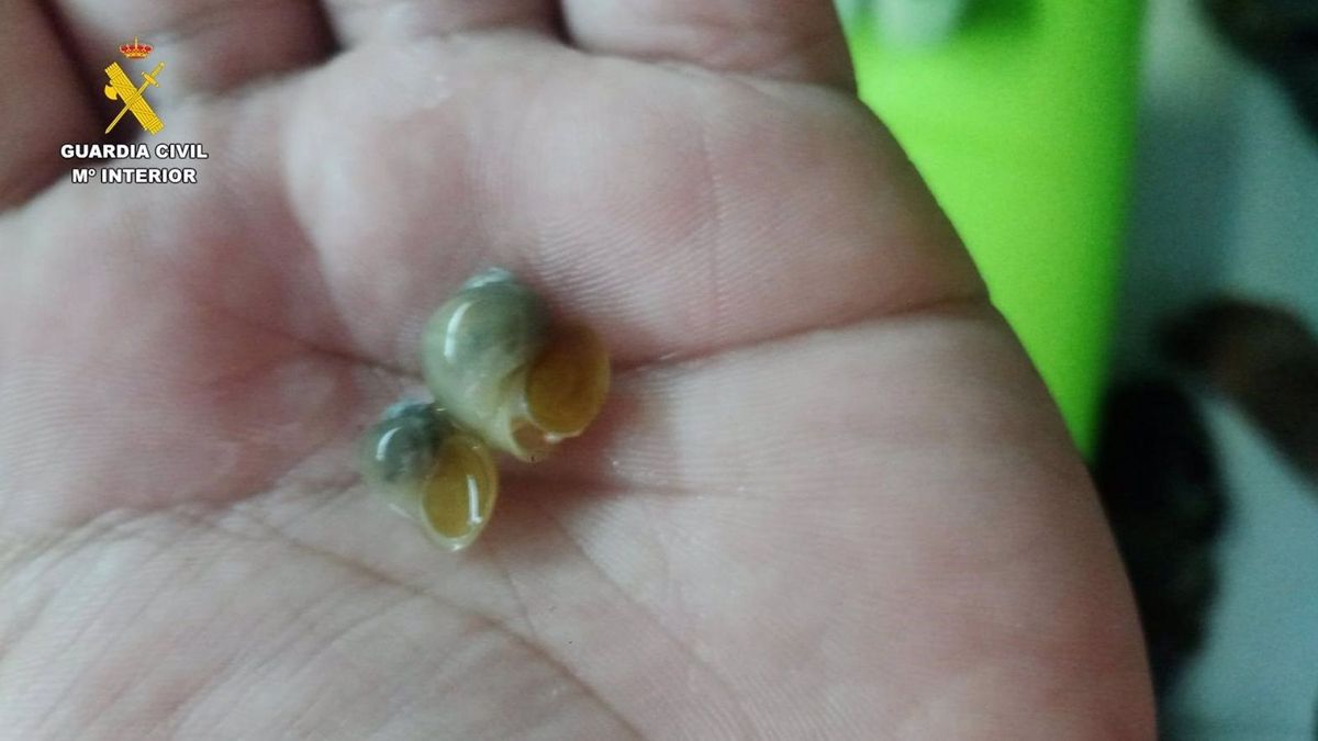 Caracoles manzana Caracoles manzana