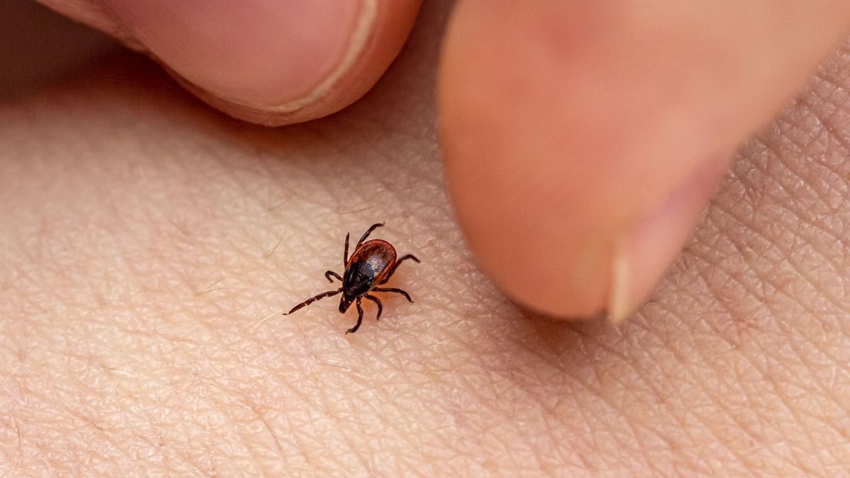 Las garrapatas pueden transmitir la enfermedad de Lyme