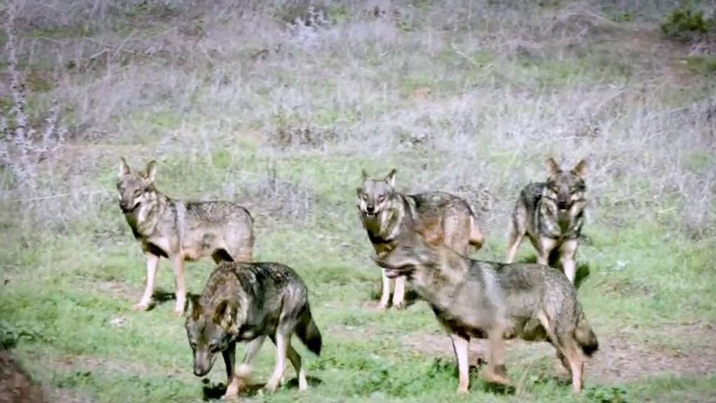 Asturias, en guerra por la prohibición de la caza del lobo
