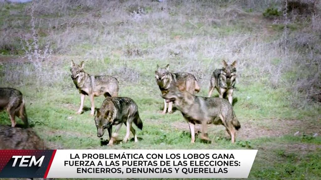Asturias, en guerra por la prohibición de la caza del lobo