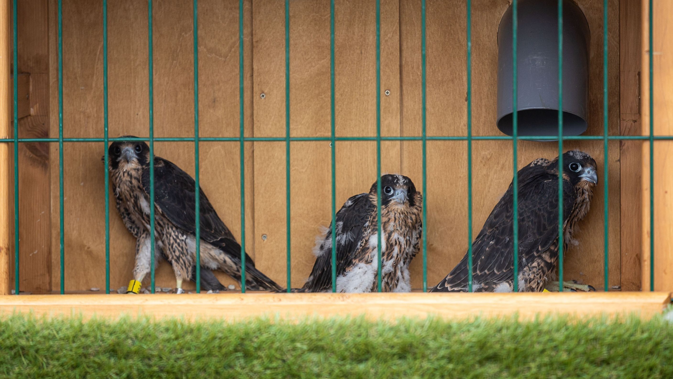 Three peregrine falcon chicks, new “tenants” of the Etopia rooftop in Zaragoza
