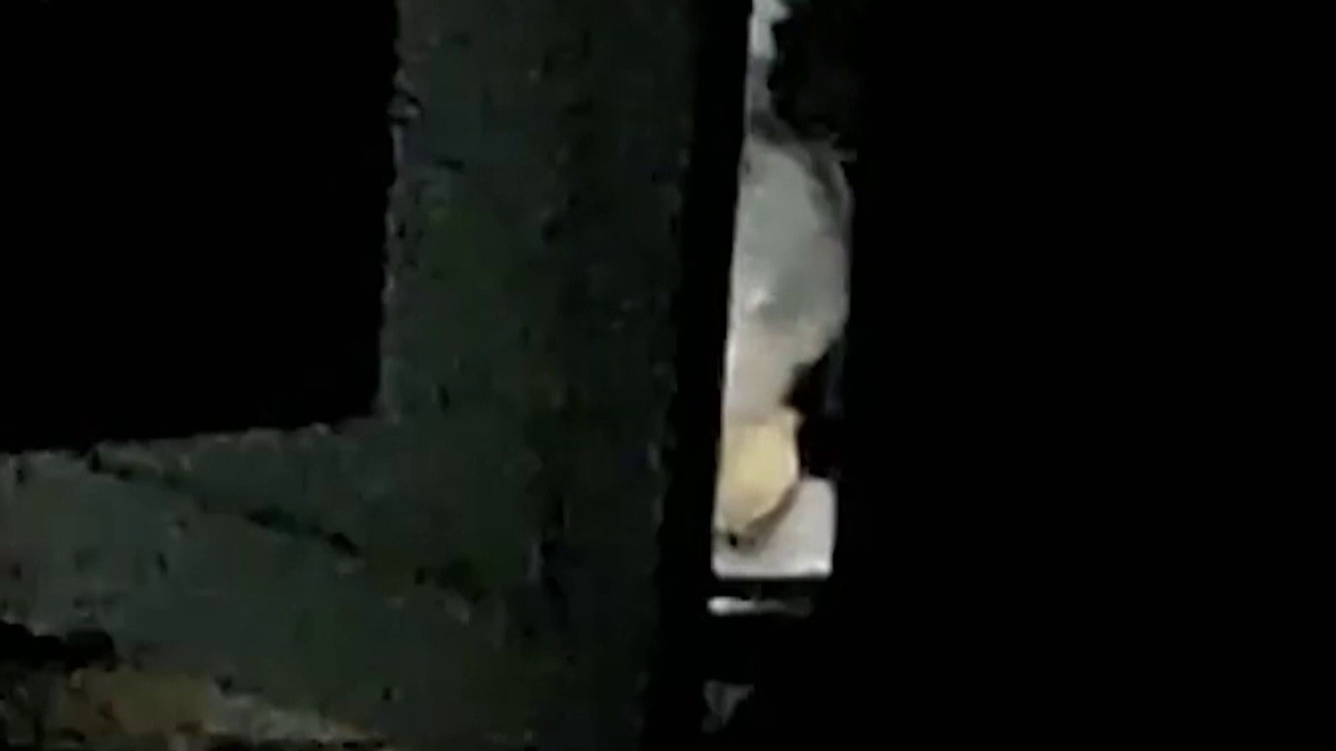 El monje come gatos