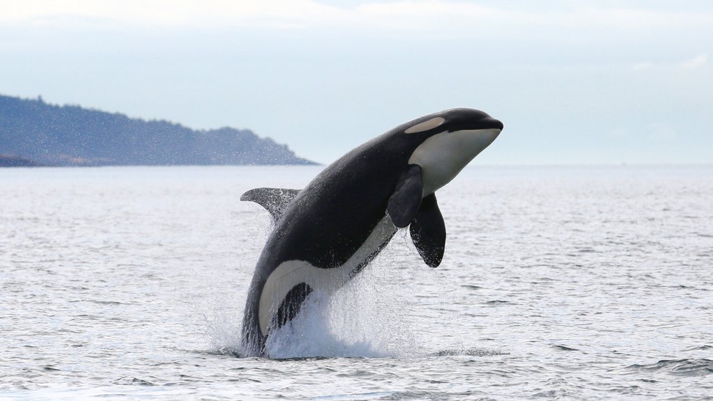 Imagen de una orca. MITECO