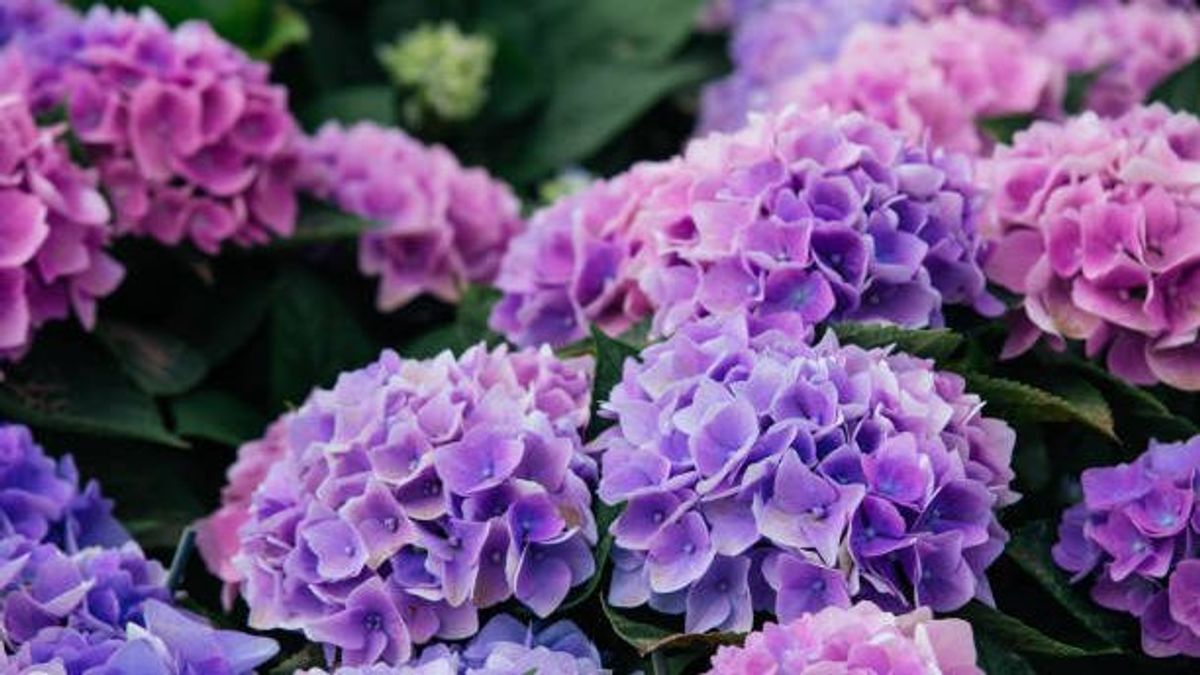 Hortensia, plantas tóxicas para exteriores del hogar. Hortensia, plantas tóxicas para exteriores del hogar.