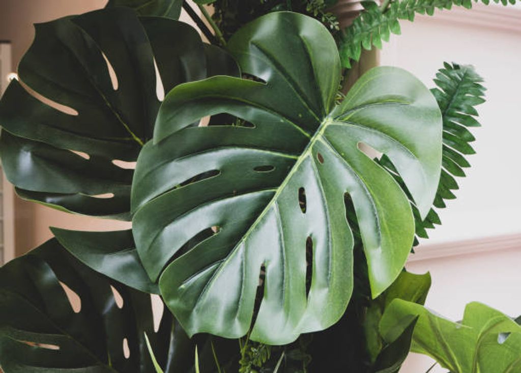 Monstera Deliciosa.