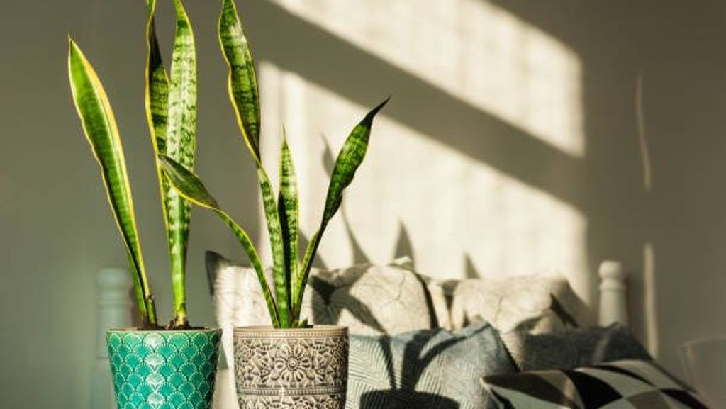 Sansevieria.