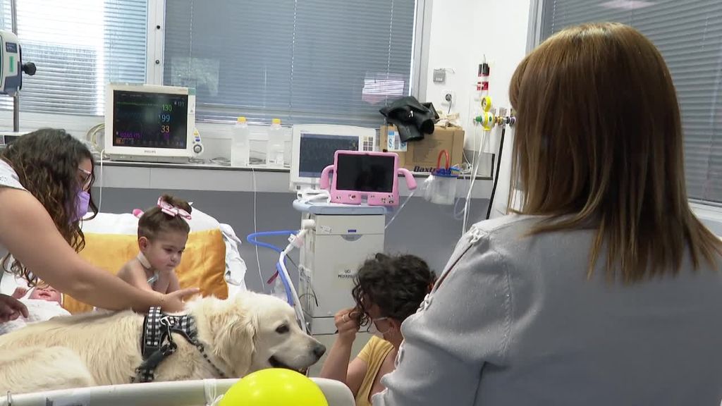 Una terapia con perros en la UCI del Hospital Doce de Octubre de Madrid acelera la recuperación de los niños enfermos