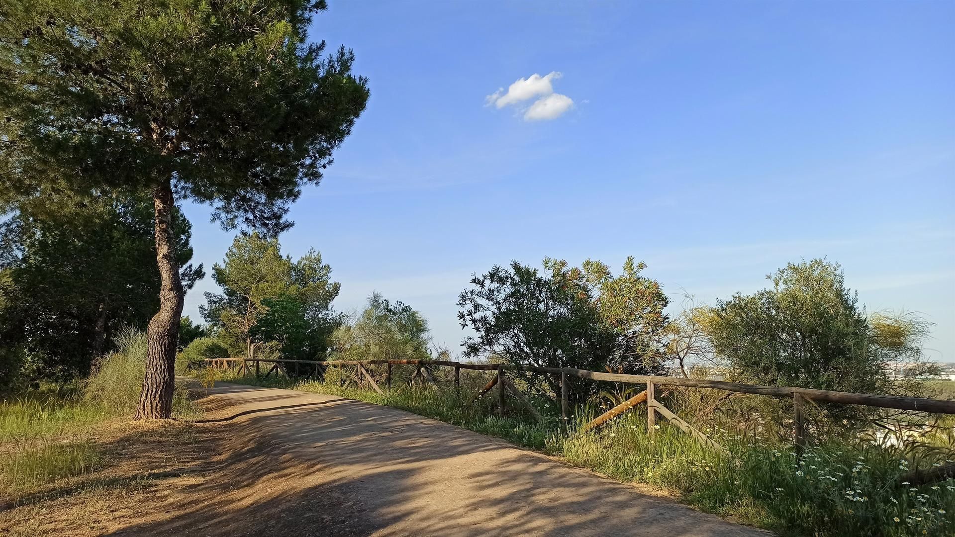 Archivo - Imagen de un pino en una zona verde de Sevilla