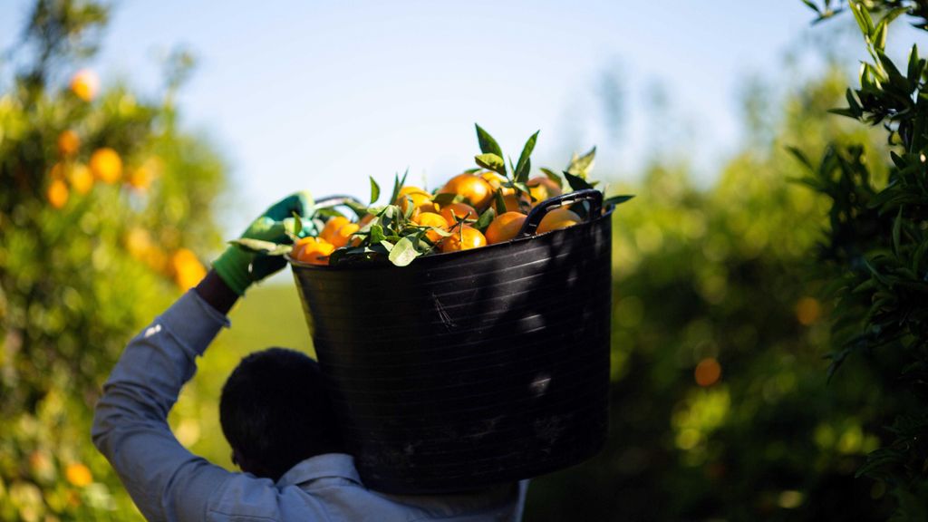 Agricultor recogiendo naranjas