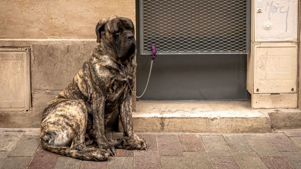 ¿De cuánto será la multa por dejar tu perro atado y solo?