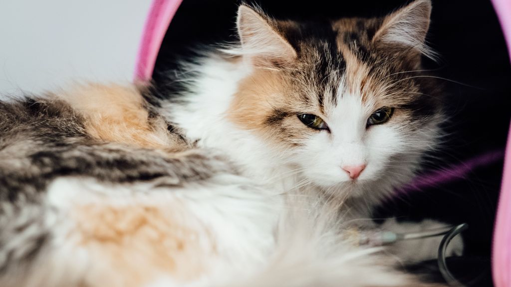 ¿Qué cuidados y servicios son necesarios dar a un gato?