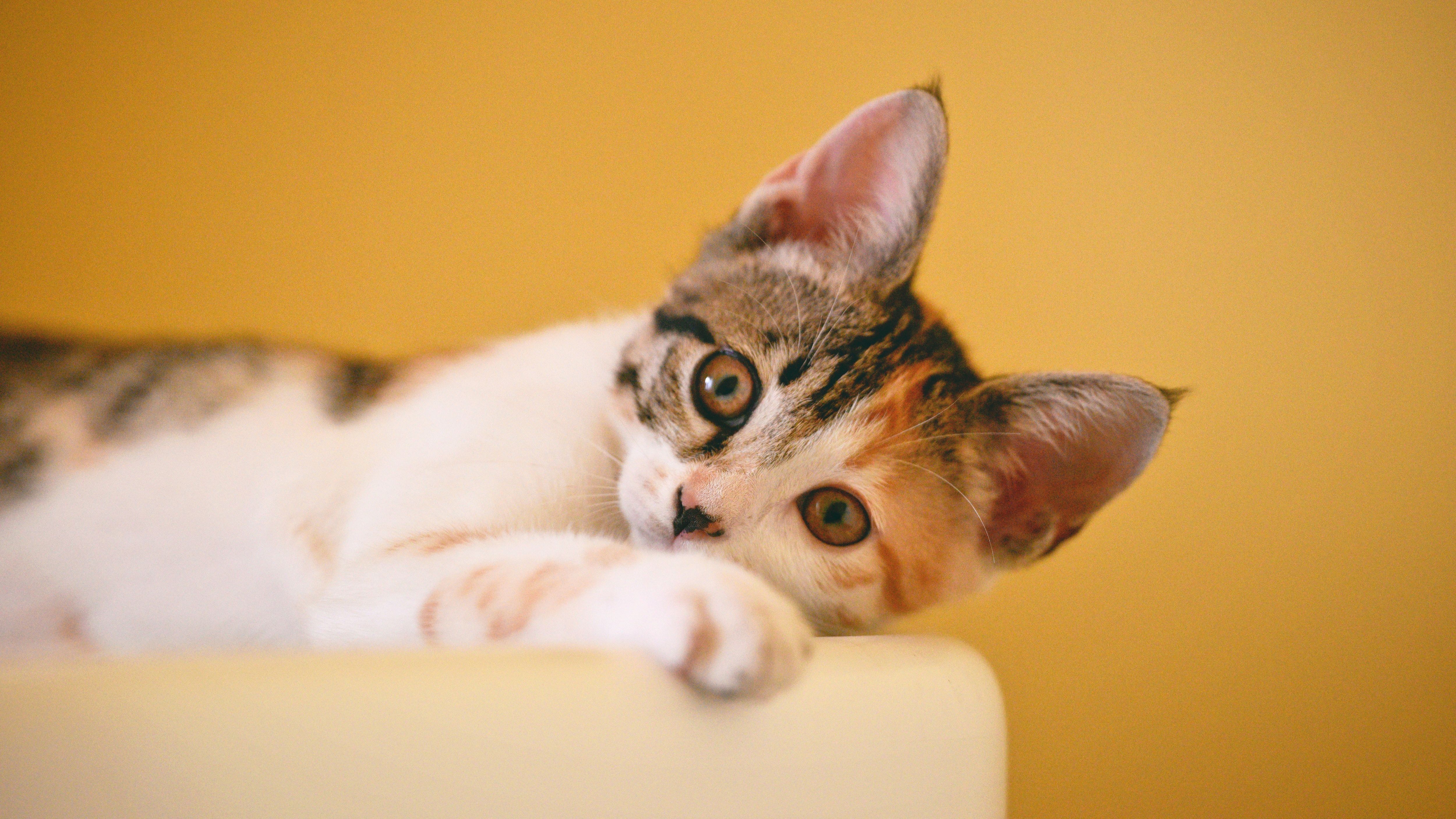 ¿Qué cuidados y servicios son necesarios dar a un gato?