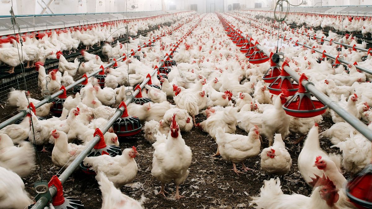 Un estudio científico vincula la ingesta de carne de aves de corral con infecciones urinarias en el ser humano
