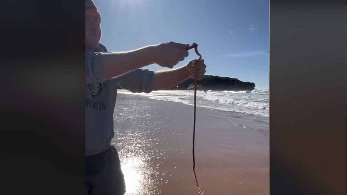 Sacan a un gusano de playa en Australia