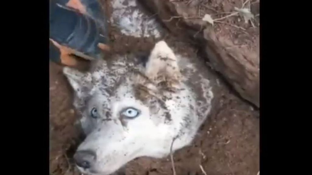 Rescatan a un perro que quedó atrapado en una zanja de Barcelona