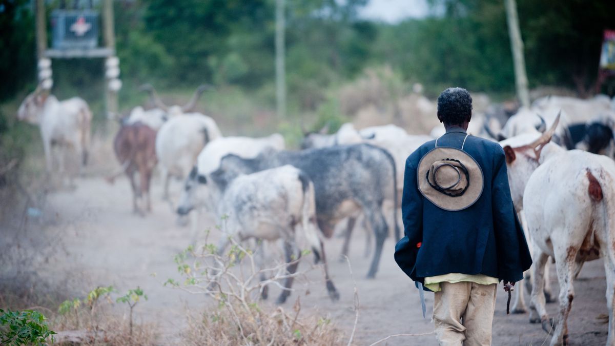 Un brote de ántrax deja un muerto y once infectados en Ghana: consumieron cadáveres de ganado infectado