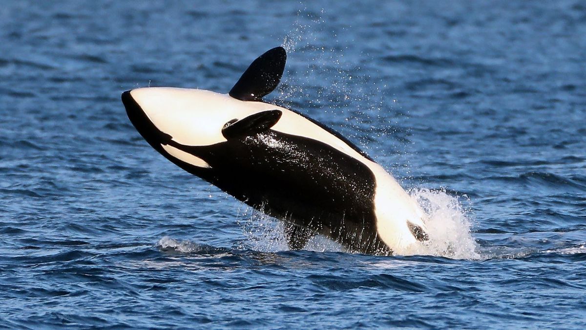 El curioso caso de la orca Gladis