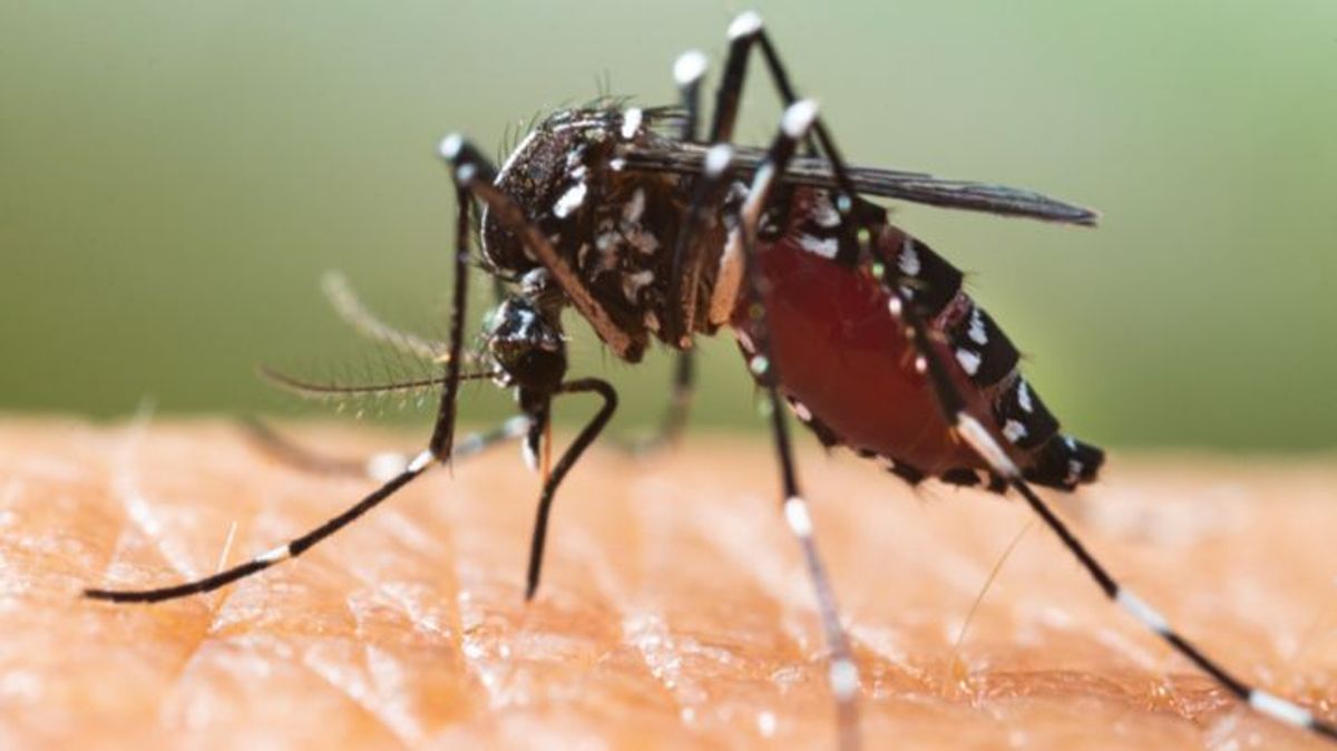 "Mosquito Alert": nueva app para rastrear la actividad de los mosquitos tigres en España