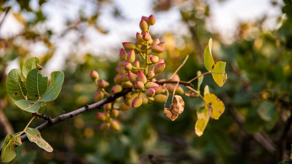 Pistacia vera, el árbol del que proviene. Irán sigue siendo el principal productor mundial de pistachos.