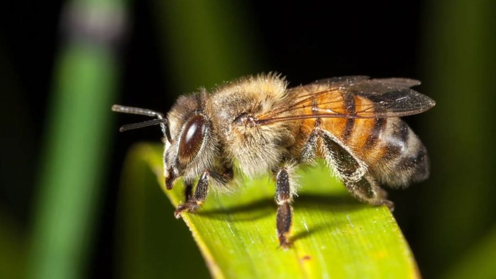 Imagen de archivo de una abeja