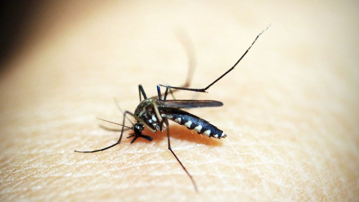 mosquito g1de531adb 1280