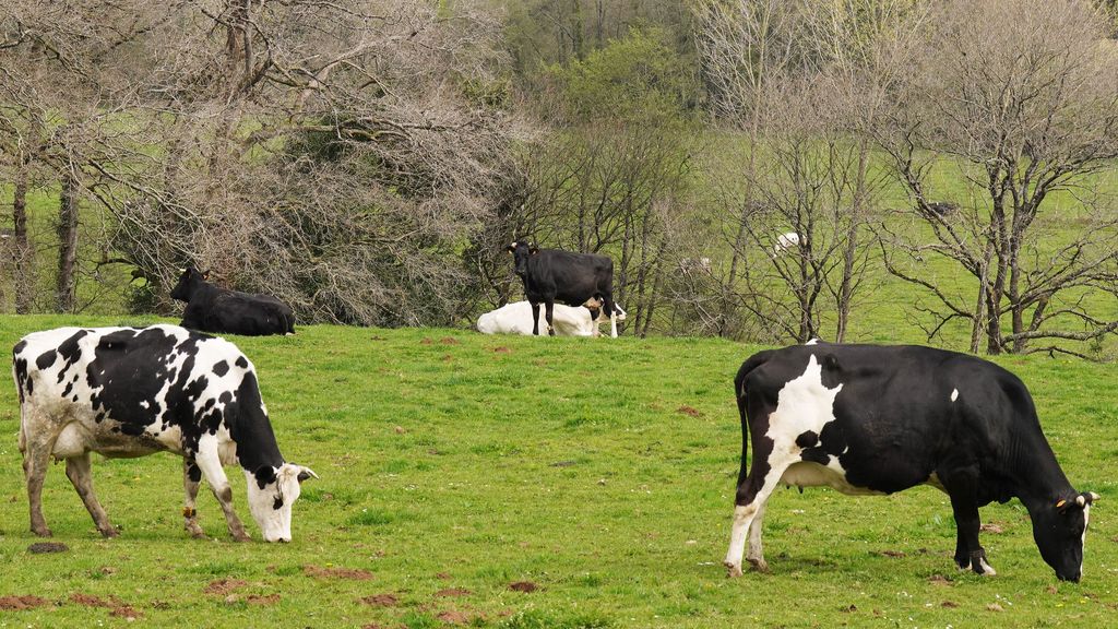 Varias vacas lecheras pastoreando en la granja Casa Grande de Xanceda