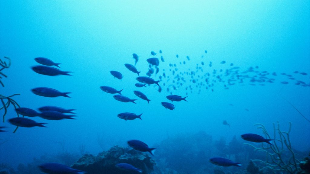 La temperatura de los océanos bate un récord en mayo