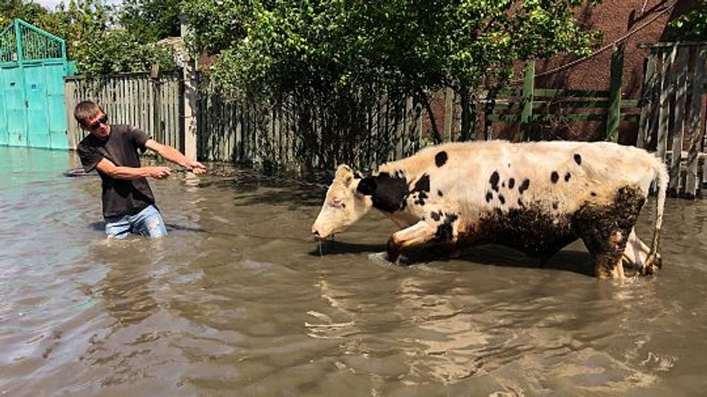 Un hombre evacua una vaca y la lleva por la calle de un microdistrito inundado de Jersón