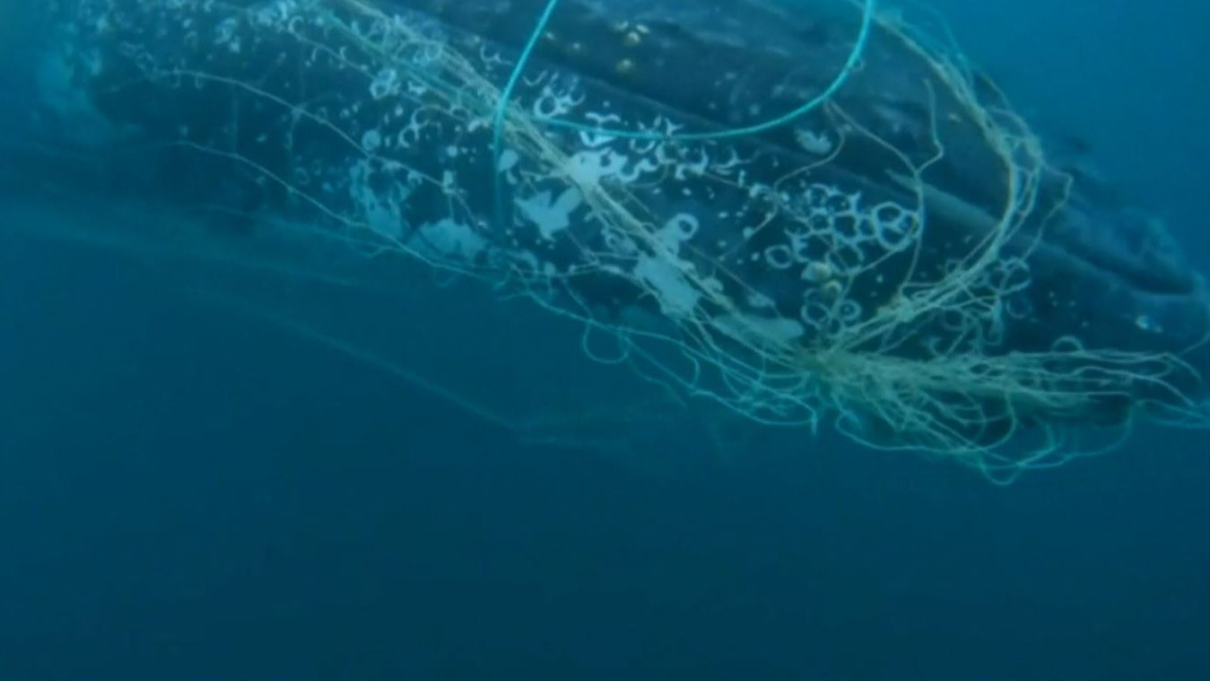 Así han liberado a una ballena jorobada que se quedó atrapada en una red para tiburones en Australia