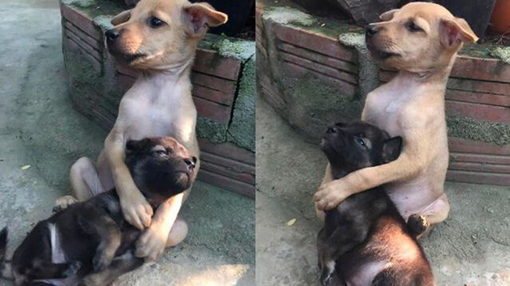 Cachorros abrazados