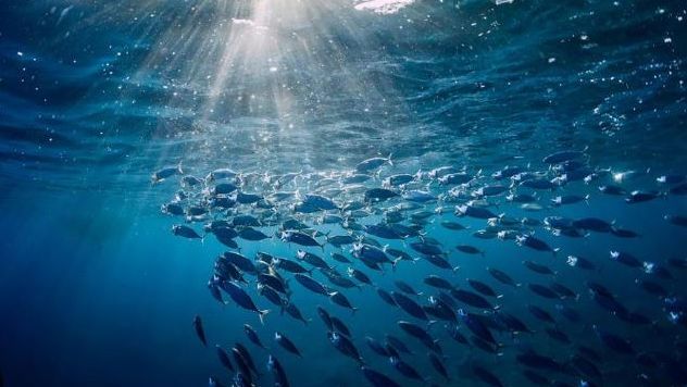 Día Mundial de los Océanos: la supervivencia del planeta en peligro