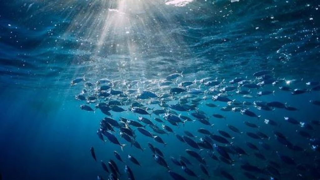 Día Mundial de los Océanos: la supervivencia del planeta en peligro