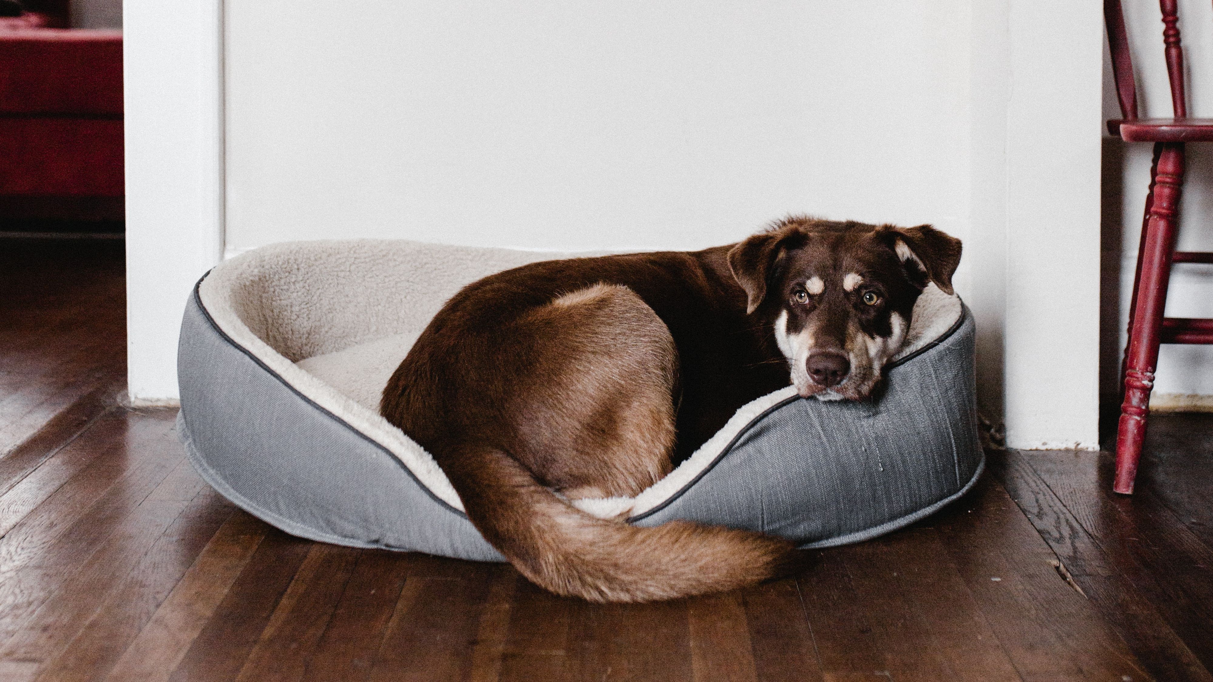 El mundo DIY del perro en tu casa