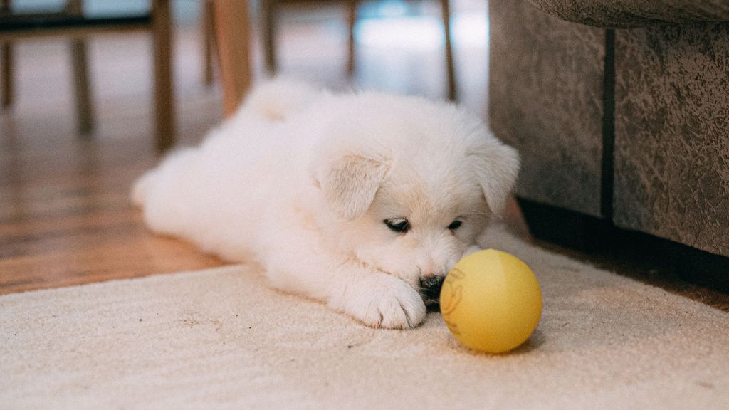 El mundo DIY del perro en tu casa