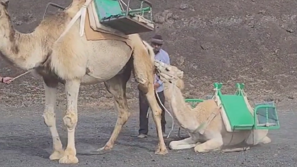 Se hace viral un vídeo donde maltratan a una cría de camello con un bozal en Lanzarote: "Fue horrible, no paraba de chillar"